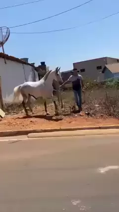 cavalo pulando com homem em cima com musica
